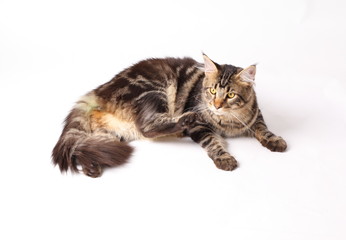 Maine Coon cat, 9 months old, laying in front of white background