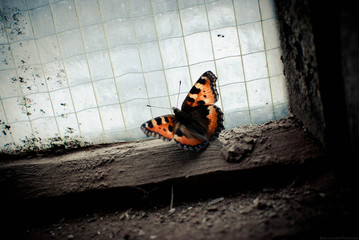 An orange butterfly sitting on the window frame of a closed heavy industry factory. Concept photo...
