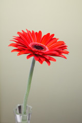 Flower in the white vase on the table