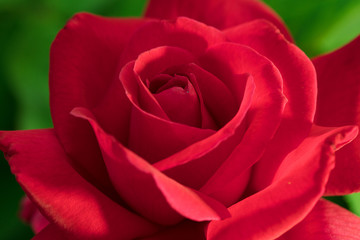 Naklejka premium Red Rose