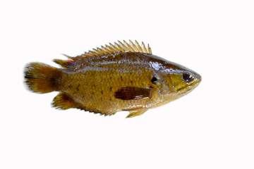 Climbing perch fish isolated on white background Clipping path.