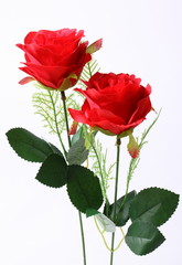 Red rose isolated on white background