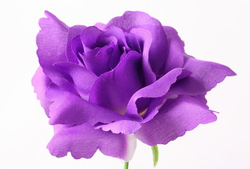 Artificial violet roses on white background