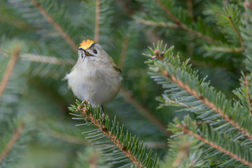 The beautiful goldcrest male call female in breeding season (Regulus regulus)