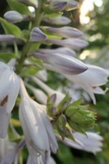 Purple and White Flower