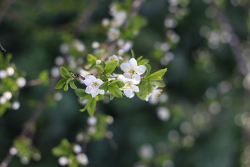 Spring background with blooming trees