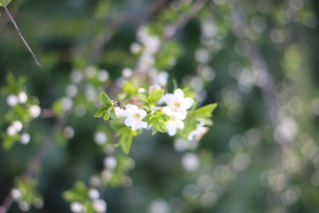 Spring background with blooming trees