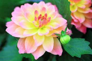 Fototapeta premium Dahlia pinnata flower in the garden
