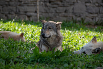 loup