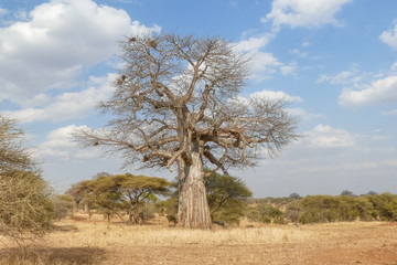 Fototapeta na wymiar Baobab in the savannah, Tarangire National Park, Tanzania