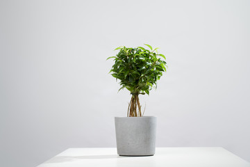 Green houseplant in pot on empty gray background