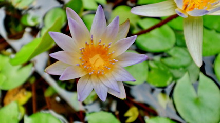 the beauty of little lotus flowers on a sunny morning, in a stream of water 