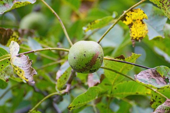 Walnut anthracnose or walnut black spot - Gnomonia (Ophiognomonia) leptostyla, fungal plant pathogen