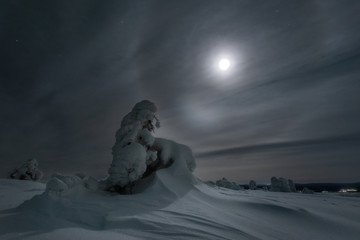 Moonlight halo against a snowy tree