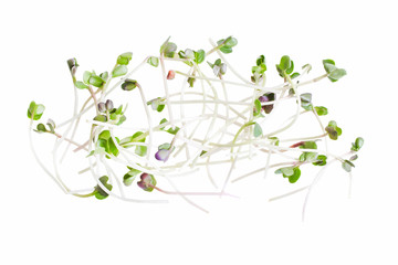 sprouts of radish microgreen