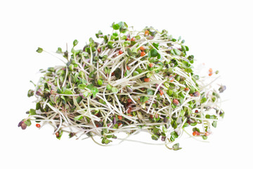 sprouts of radish microgreen