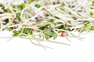sprouts of radish microgreen