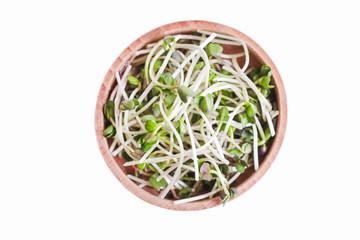 sprouts of radish microgreen