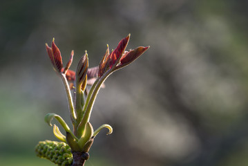 Walnut twig at spring time on natura background