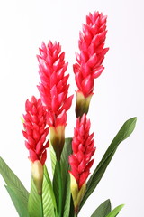 Fake Red cone ginger flower on white background