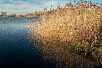 Fototapeta na wymiar Reeds in the blue lake, view on a sunny day