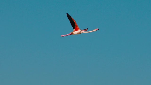 Pink Flamingo bird fly on clear blue sky, slow motion, tracking shot