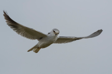 Black-winged kite in flight