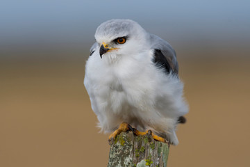 Bird of prey portrait