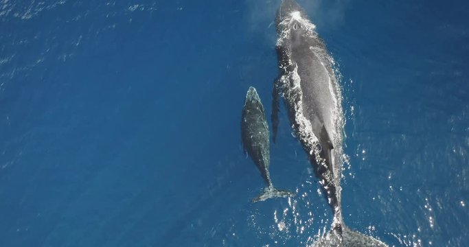 Aerial view of a mother humpback whale and her calf swimming together in clear blue ocean water, whale spouting, two whales swimming together, amazing ocean mammals