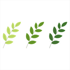 Green leaves set. evergreen tree leaf Vector illustration Eps 10.