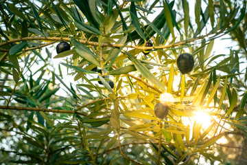 Branches of an olive tree with sun rays penetrating through the leaves