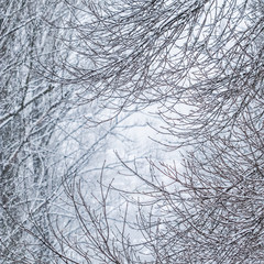 Fototapeta na wymiar Fairytale fluffy snow-covered trees branches, nature scenery with white snow and cold weather. Snowfall in winter park