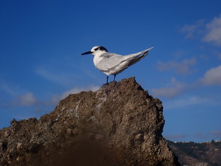 Gaviota 