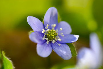 Leberblümchen Hepatica nobilis Frühblüher Frühling Winter Garten Hahnenfußgewächs Krautik überwinternd lila violett Makro Nahaufnahme Botanik Natur Pflanze 