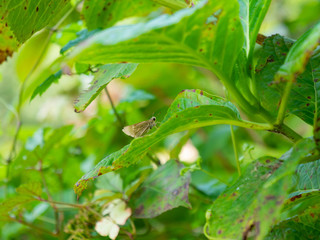 Strait Swift - Parnara guttata - is resting on a leaf in Japan.