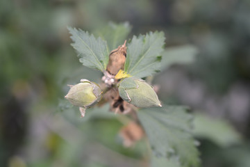 Rose Of Sharon