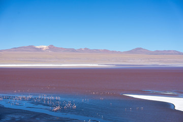 Colorful Laguna Colorada on the plateau Altiplano in Bolivia
