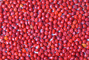 Small red beans on white background