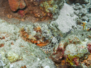 Naklejka na ściany i meble A Well-Camouflaged Scorpionfish
