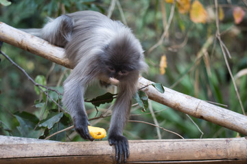 Indochina Brillenlanguren mit Banane