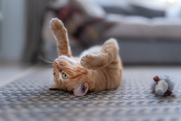 gato atigrado esta acostado en la alfombra con sus patas hacia arriba