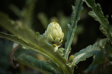 Fototapeta premium Artichoke
