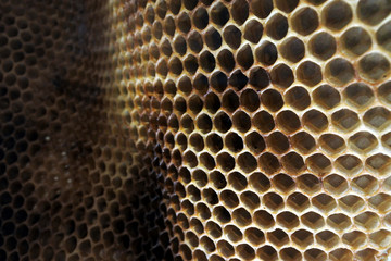 Inside view of empty beehive