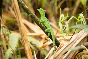 Photograph of a green iguana on a light branch