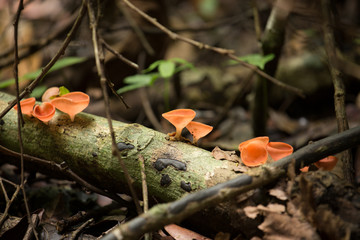Photograph of small mushrooms on a fallen log