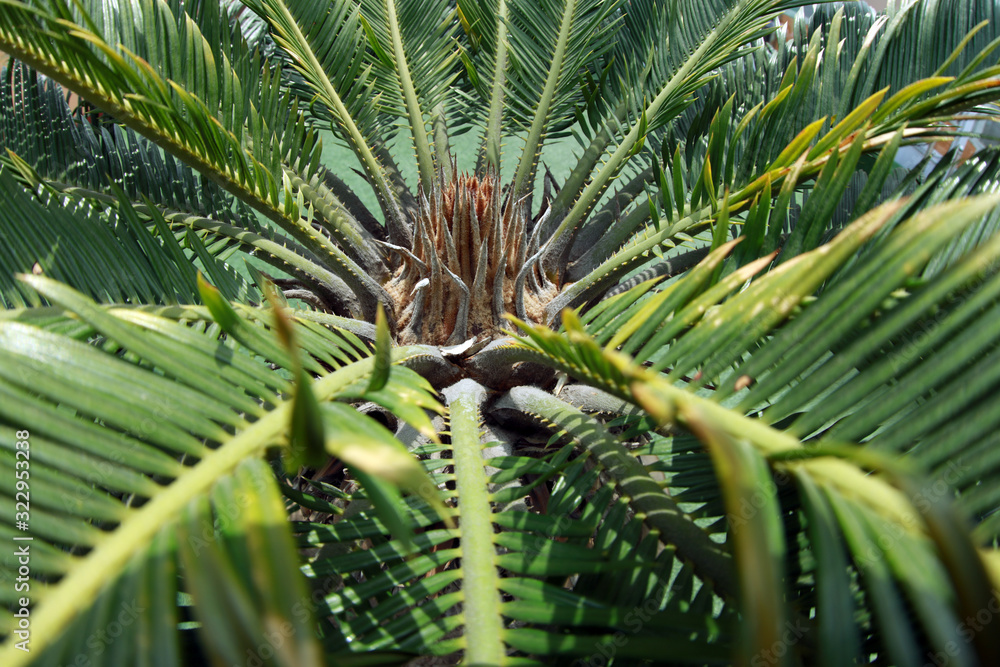 Poster Cycad leaves in a garden