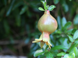 young unripe pomegranate on a tree branch with withered leaves on a blurry background on a summer day in the southern city