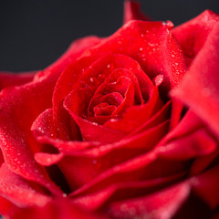 Beautiful red rose close-up. Droplets of water glisten on the petals of the flower. Bright floral background.