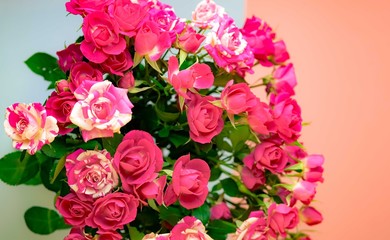 Pink roses on pink background