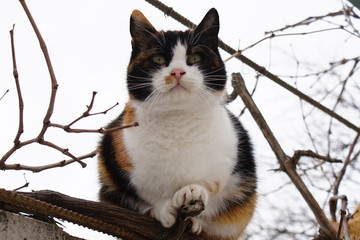 Big cat sitting on the fence in winter